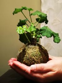 Close-up of hand holding plant