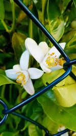 Close-up of white flowering plant