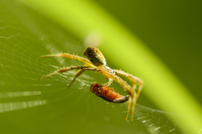 Close-up of spider on leaf