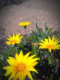 Close-up of yellow flower