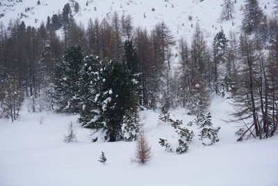 Trees on snow covered field during winter