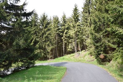 Road amidst trees in forest