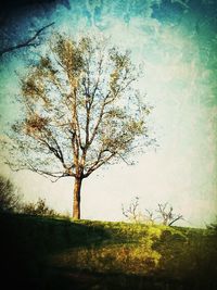 Bare trees on field