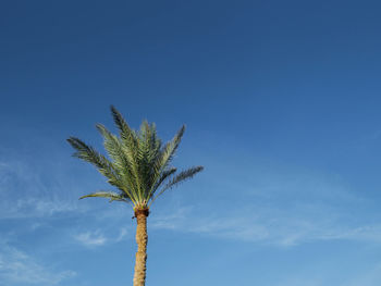 Low angle view of coconut palm tree against blue sky