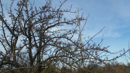 Low angle view of bare tree against blue sky