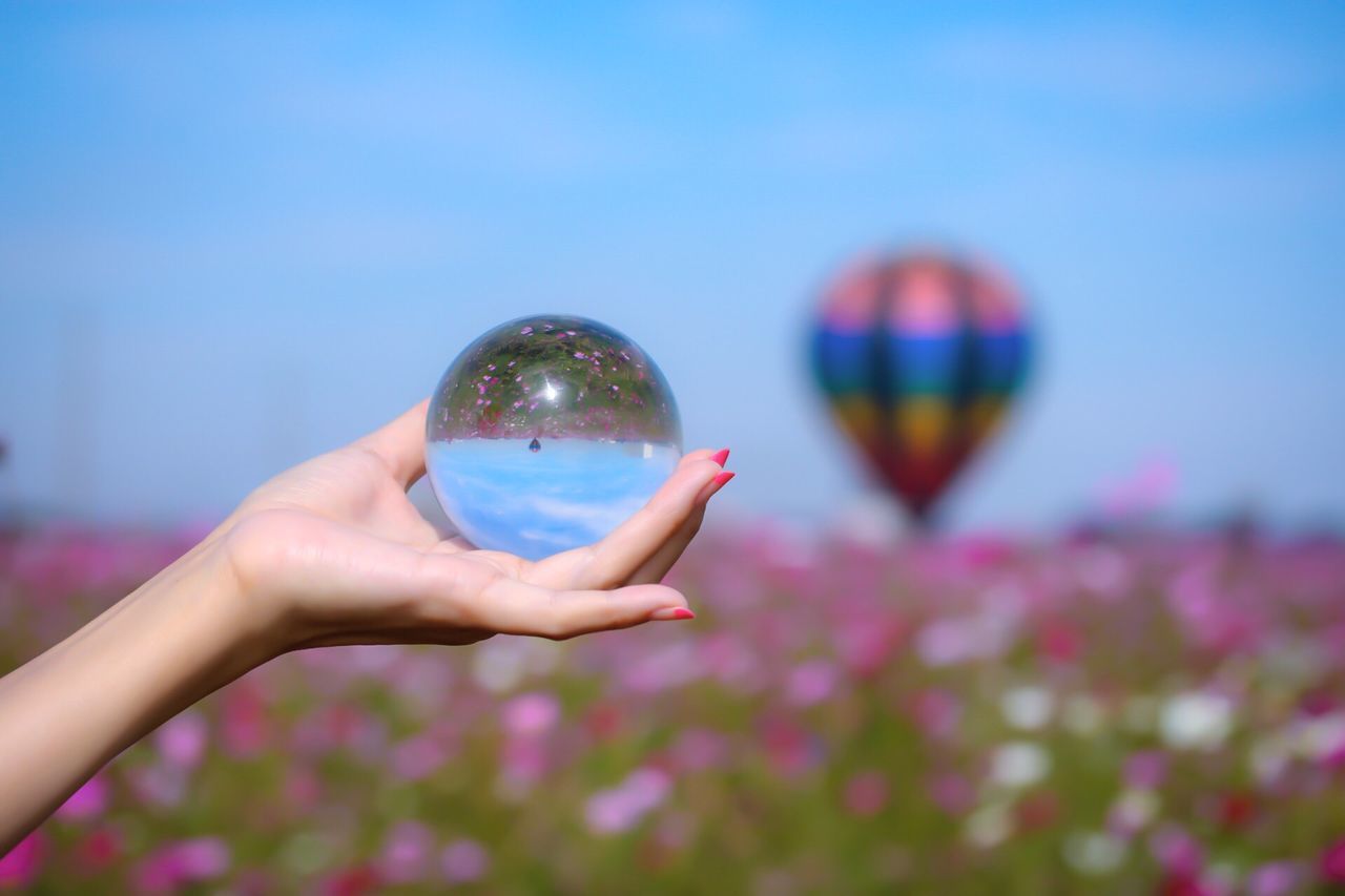 holding, leisure activity, lifestyles, fragility, person, photographing, focus on foreground, freshness, photography themes, flower, in front of, vacations, blue, cloud - sky, nature, personal perspective, summer, beauty in nature, day, young adult, outdoors