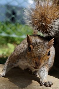 Close-up portrait of squirrel