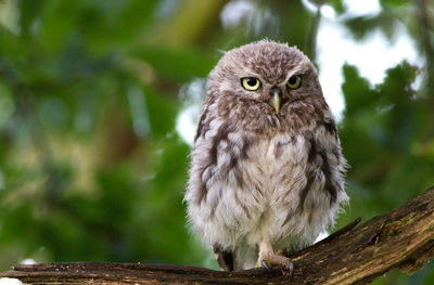 Portrait of owl perching on tree