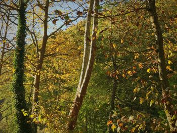 Trees in forest during autumn
