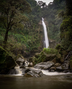 Low angle view of waterfall falling in forest