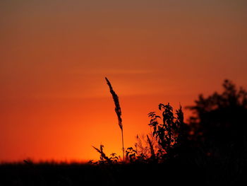 Silhouette plants on field against orange sky