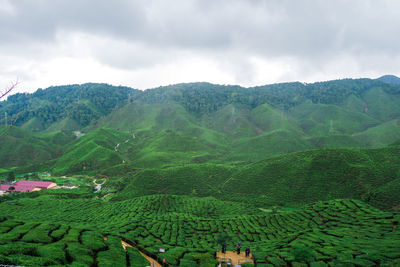 View of green tea plantation, cameron highlands farm during the weather after rain