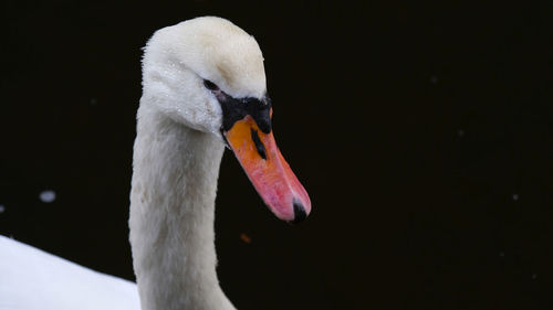 Portrait of white swan with orange beak on black background. water drops on the swan's neck and head