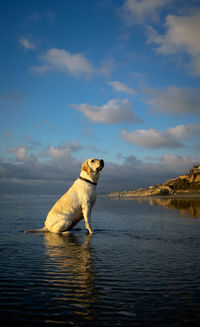 Side view of dog in sea against sky