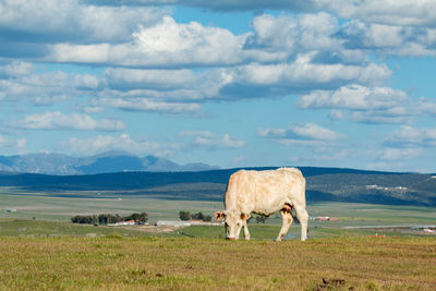 Cow standing in a field