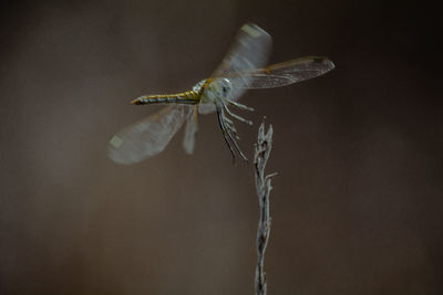 Close-up of dragonfly on twig