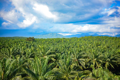 Scenic view of agricultural field against sky