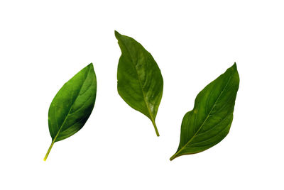 Close-up of leaves against white background