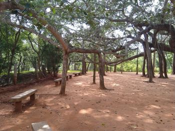 Trees on field in forest