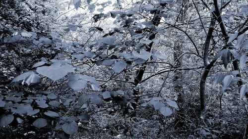 Low angle view of cherry blossom during winter