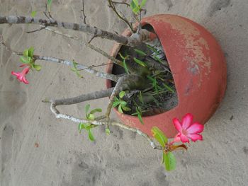 Close-up high angle view of plant