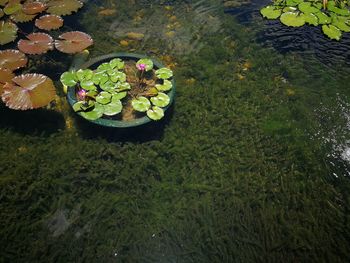 High angle view of lotus leaves floating on water