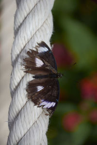 Nice multicolored butterfly perched on a rope, colors of nature