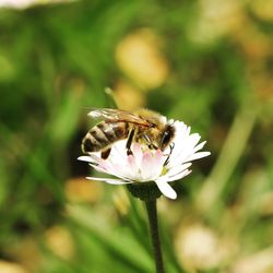 Close-up of bee pollinating on flower