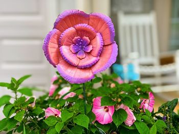 Close-up of pink flowering plant