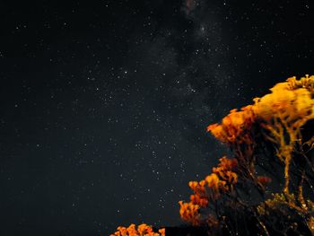 View of edelweiss flowers on top of a mountain with milky way background