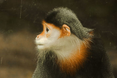 Close-up of a monkey looking away