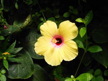 Close-up of pink flower