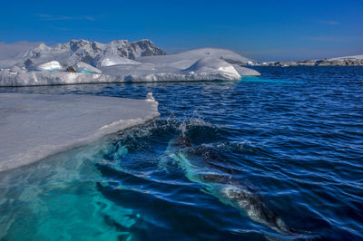 Leopard seal swimming in sea