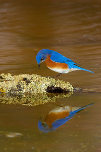 Close-up of bird perching on a lake