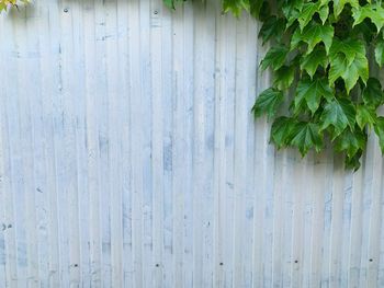 Close-up of plant against wall