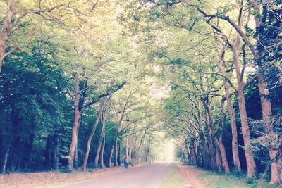 Road amidst trees in forest