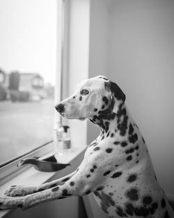 Close-up of a dog looking away