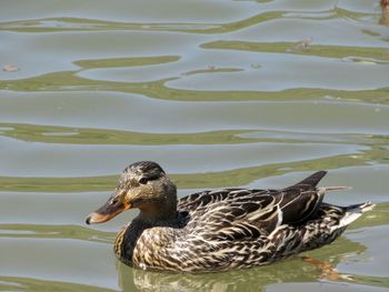 Close-up of duck swimming in lake