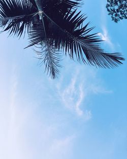 Low angle view of palm tree against blue sky