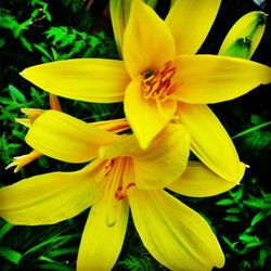 Close-up of yellow flower