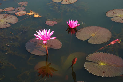 Close-up of lotus water lily in lake