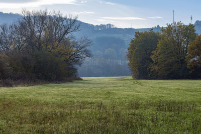 Scenic view of trees on field against sky