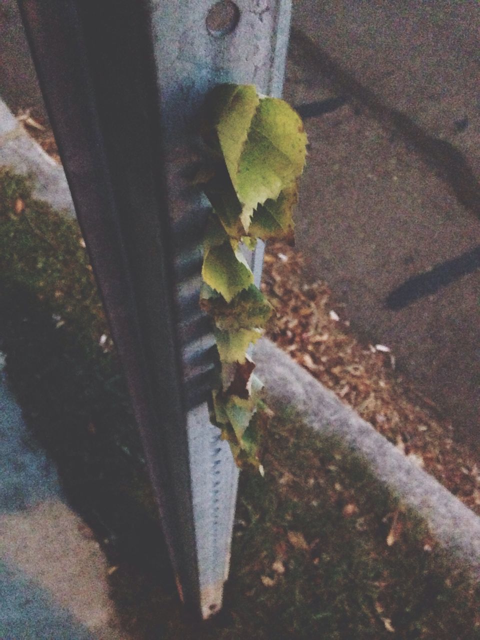 growth, leaf, plant, green color, nature, growing, sunlight, high angle view, day, outdoors, wall - building feature, no people, close-up, tranquility, shadow, tree, beauty in nature, footpath, cactus, ivy