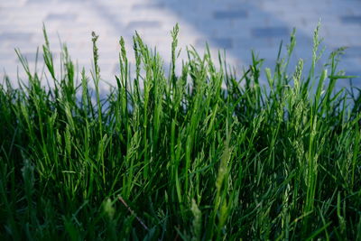 Close-up of crops growing on field against sky