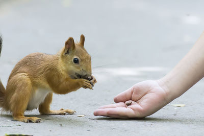Cropped hand of woman feeding squirrel