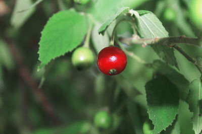 Close-up of red berries growing on tree