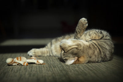 Close-up of a cat sleeping on table