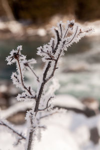 Close-up of snow covered plant on field