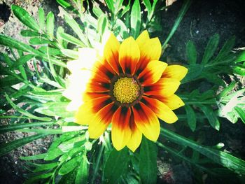 Close-up of yellow flower