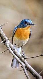 Close-up of bird perching on branch